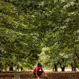Orchard Bathing